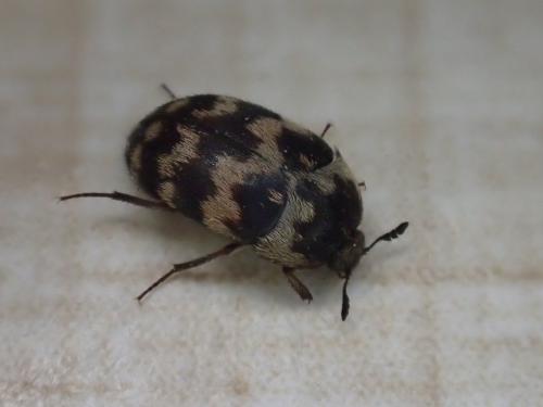 Attagenus trifasciatus